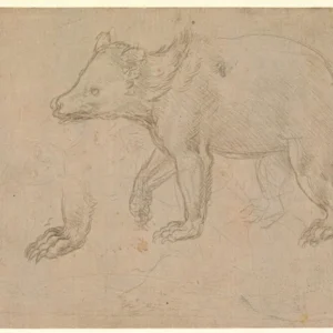 Leonardo da Vinci A Bear Walking Poster 1492 Wall Art Sketch