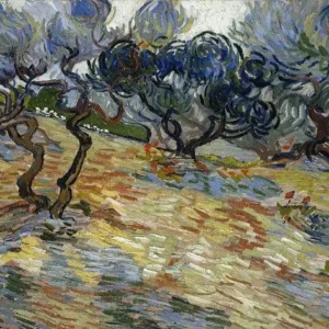 Vincent van Gogh Olive Trees Poster 1889 V3 Wall Art Painting