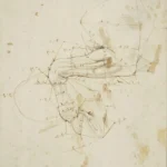 Leonardo da Vinci A Horse's Left Foreleg with Measurements Poster 1490–1492 Wall Art Painting