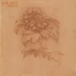 Leonardo da Vinci A Sprig of Guilder Rose 1506 Poster PrintOvly