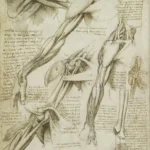 Leonardo da Vinci R Muscles of the Shoulder and Arm V Muscles of the Shoulder and Arm and the Bones of the Foot C 15 Poster 1500 Wall Art Painting