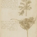 Leonardo da Vinci Studies of Two Sedges Poster 1510–1515 Wall Art Painting