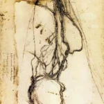 Leonardo da Vinci Windsor Rl 12677 Poster 1503 Wall Art Painting