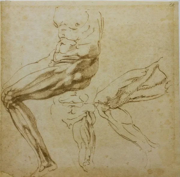 Michelangelo Studies of Legs 1524 Poster PrintOvly