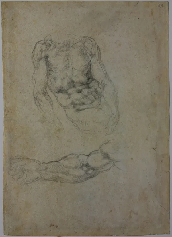 Michelangelo 69f Study for a Masculine Torso and for a Right Arm 1533 Poster PrintOvly
